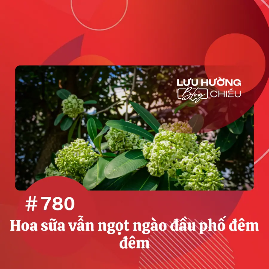 Hoa sữa vẫn ngọt ngào đầu phố đêm đêm